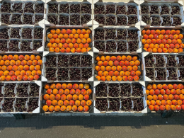 MIN de Rungis - Présentation de produits